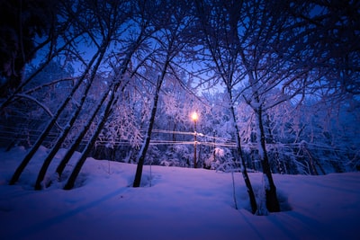 白天白雪覆盖的地面上光秃秃的树